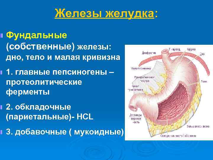 Железы желудка: Фундальные (собственные) железы: дно, тело и малая кривизна 1. главные пепсиногены –