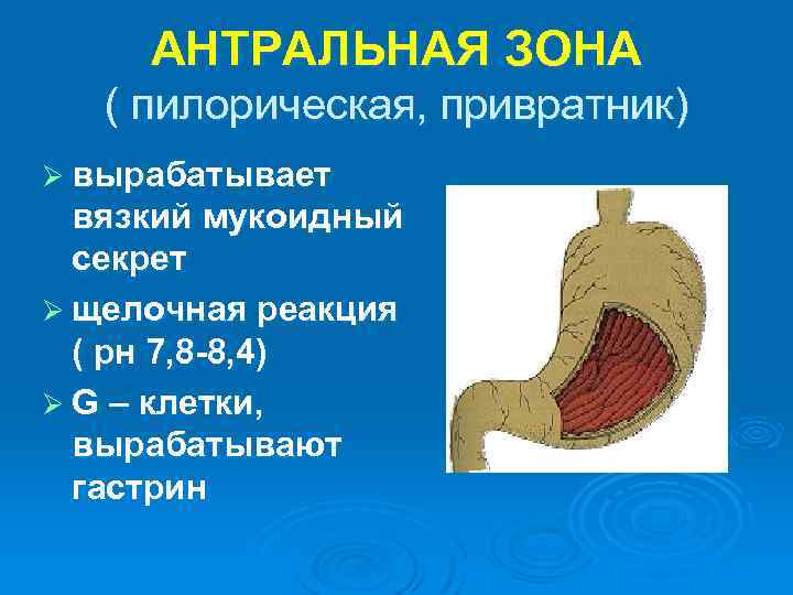 АНТРАЛЬНАЯ ЗОНА ( пилорическая, привратник) Ø вырабатывает вязкий мукоидный секрет Ø щелочная реакция (