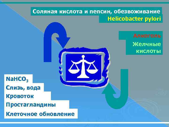 Соляная кислота и пепсин, обезвоживание Helicobacter pylori Алкоголь Желчные кислоты Na. HCO 3 Слизь,
