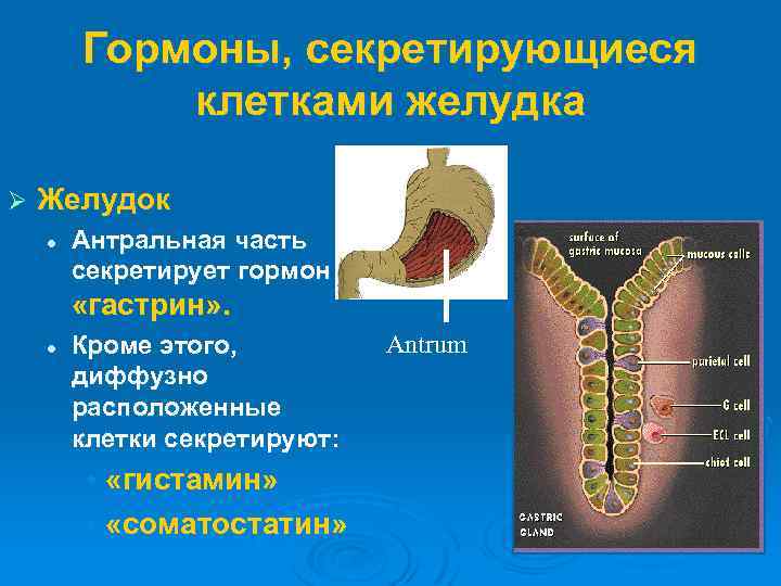 Гормоны, секретирующиеся клетками желудка Ø Желудок l Антральная часть секретирует гормон «гастрин» . l