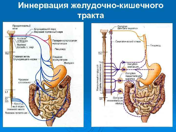 Иннервация желудочно-кишечного тракта 