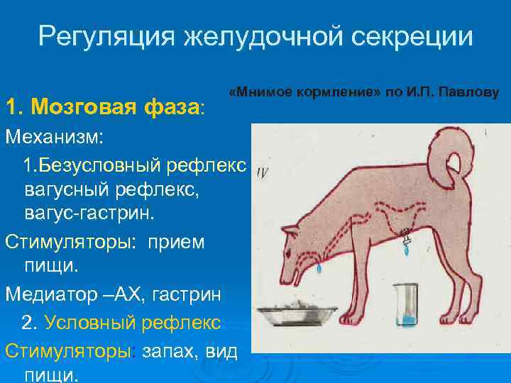 Регуляция желудочной секреции 1. Мозговая фаза: «Мнимое кормление» по И. П. Павлову Механизм: 1.