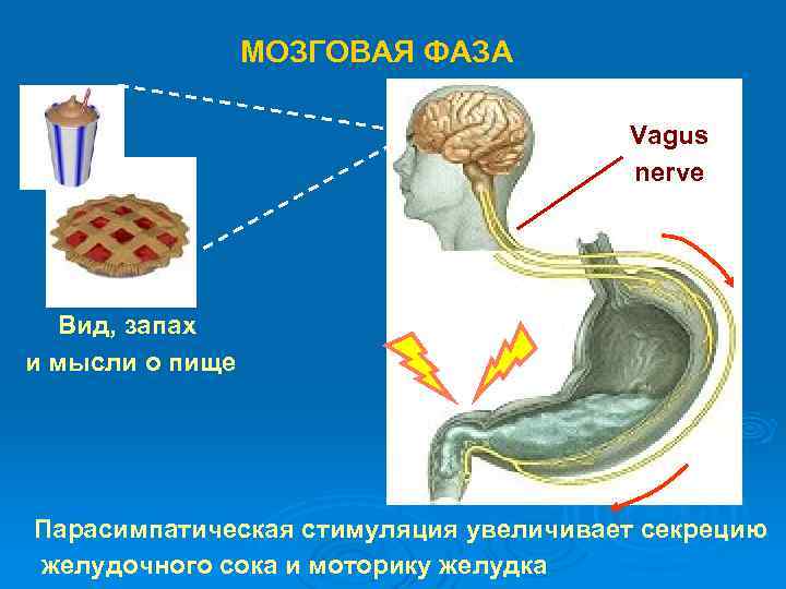 МОЗГОВАЯ ФАЗА Vagus nerve Вид, запах и мысли о пище Парасимпатическая стимуляция увеличивает секрецию
