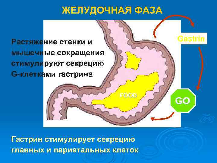 ЖЕЛУДОЧНАЯ ФАЗА Gastrin Растяжение стенки и мышечные сокращения стимулируют секрецию G-клетками гастрина FOOD Гастрин