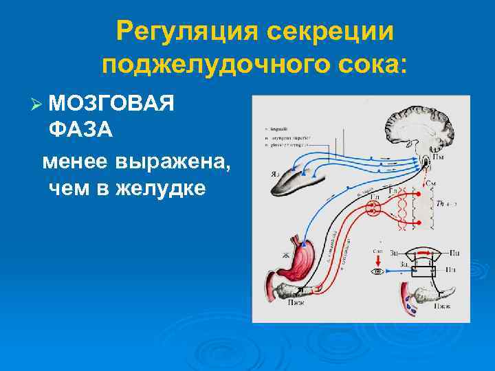 Регуляция секреции поджелудочного сока: Ø МОЗГОВАЯ ФАЗА менее выражена, чем в желудке 