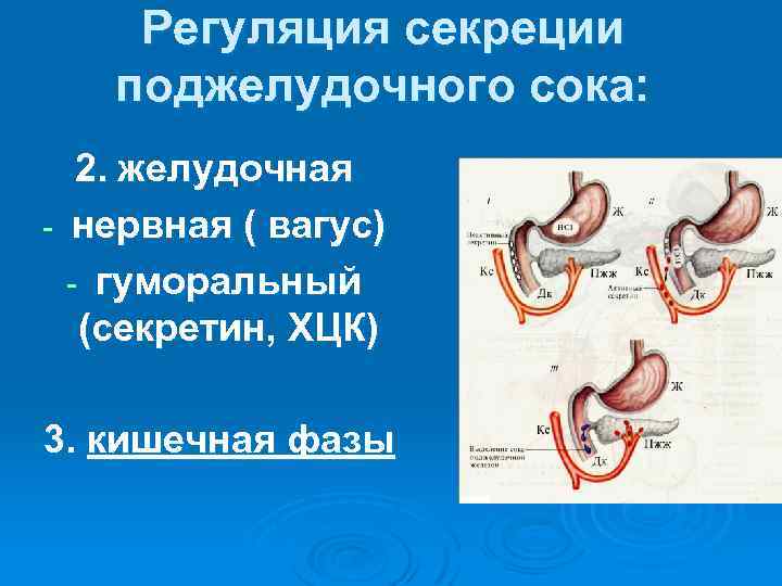 Регуляция секреции поджелудочного сока: 2. желудочная - нервная ( вагус) - гуморальный (секретин, ХЦК)