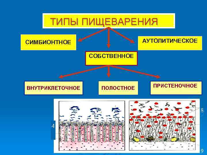 ТИПЫ ПИЩЕВАРЕНИЯ АУТОЛИТИЧЕСКОЕ СИМБИОНТНОЕ СОБСТВЕННОЕ ВНУТРИКЛЕТОЧНОЕ ПОЛОСТНОЕ ПРИСТЕНОЧНОЕ 8 4 9 
