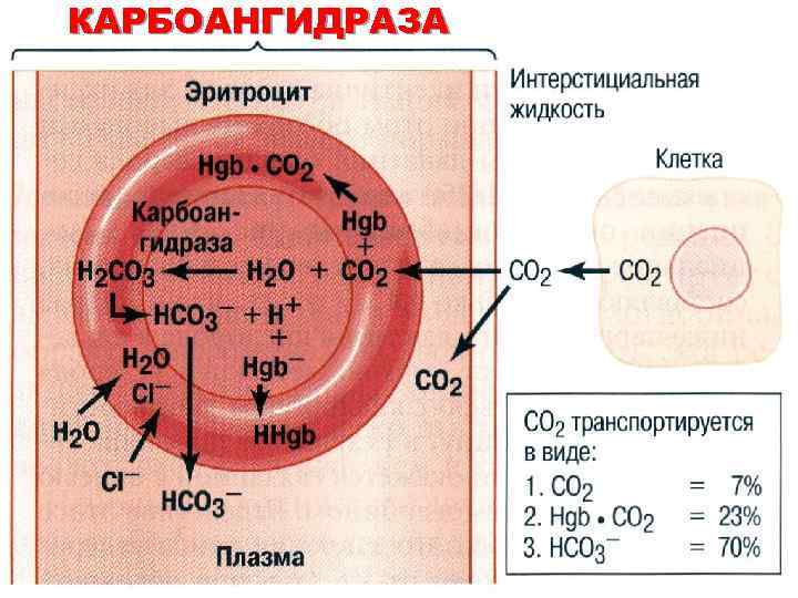 Транспорт кровью кислорода и двуокиси углерода схема