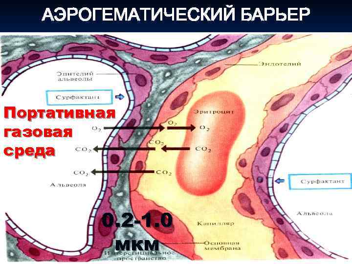 Схема строения аэрогематического барьера