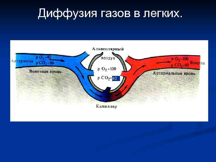 Диффузия газов в легких. 40 