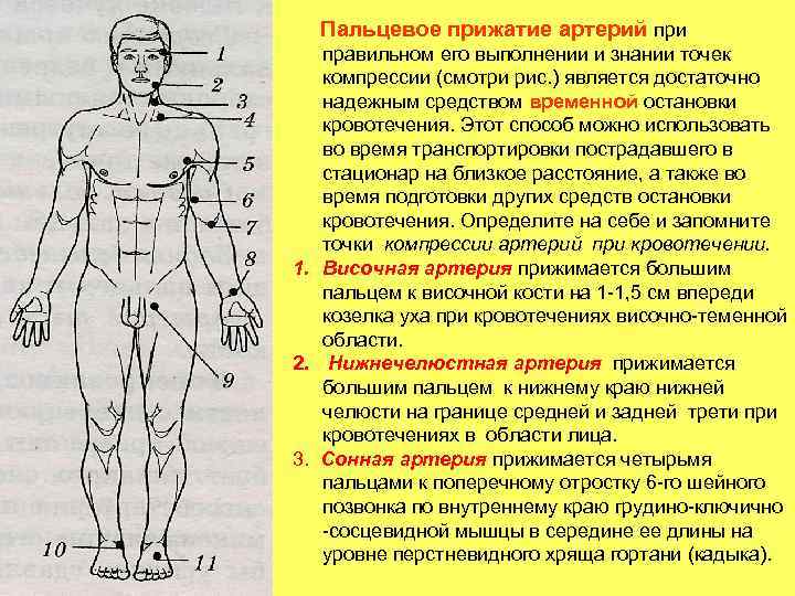 Сопоставьте изображения точек прижатия артерий с наименованиями артерий