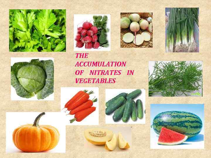 THE ACCUMULATION OF NITRATES IN VEGETABLES 