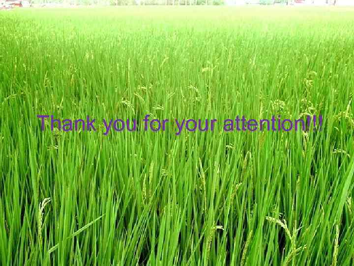 Thank you for your attention!!! 