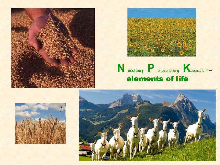 N sodium , P , K phosphorus elements of life potassium – 