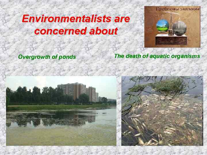 Environmentalists are concerned about Overgrowth of ponds The death of aquatic organisms 