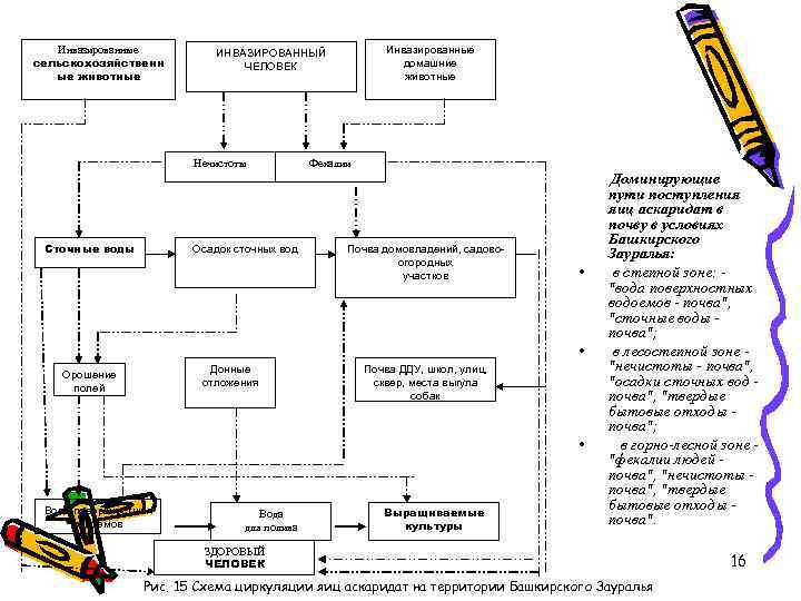 Инвазированные сельскохозяйственн ые животные Нечистоты Сточные воды Инвазированные домашние животные ИНВАЗИРОВАННЫЙ ЧЕЛОВЕК Осадок сточных