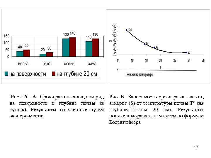 Рис. 16 А Сроки развития яиц аскарид на поверхности и глубине почвы (в сутках).