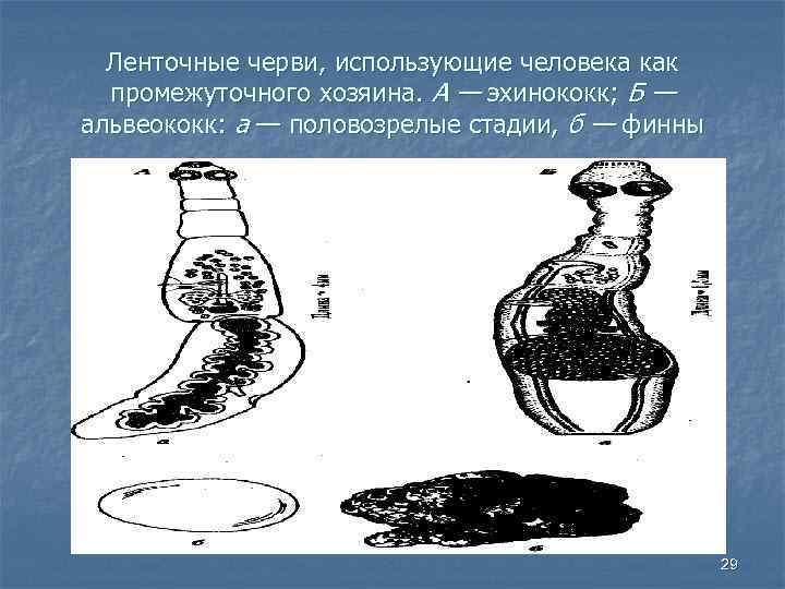 Цифрой обозначено на рисунке яйцо эхинококка. Локализация финны альвеококка. Альвеококк географическое распространение. Ленточные черви человек промежуточный хозяин. Альвеококк локализация у человека.