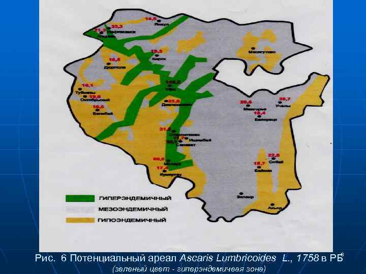 8 8 Рис. 6 Потенциальный ареал Ascaris Lumbricoides L. , 1758 в РБ (зеленый