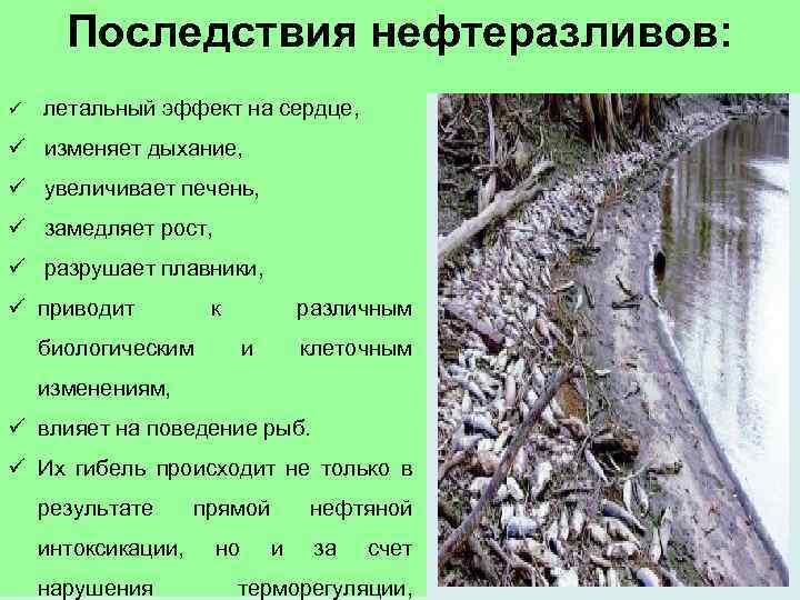 Последствия нефтеразливов: ü летальный эффект на сердце, ü изменяет дыхание, ü увеличивает печень, ü