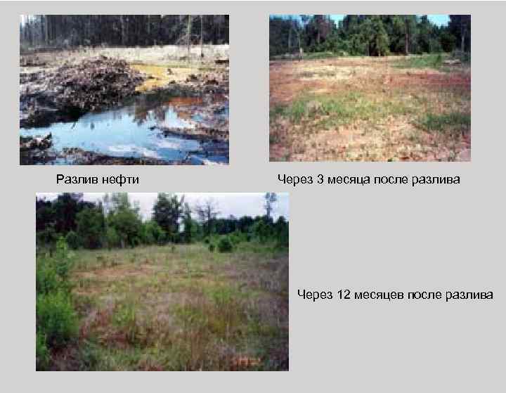  Разлив нефти Через 3 месяца после разлива Через 12 месяцев после разлива 
