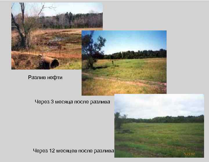 Разлив нефти Через 3 месяца после разлива Через 12 месяцев после разлива 