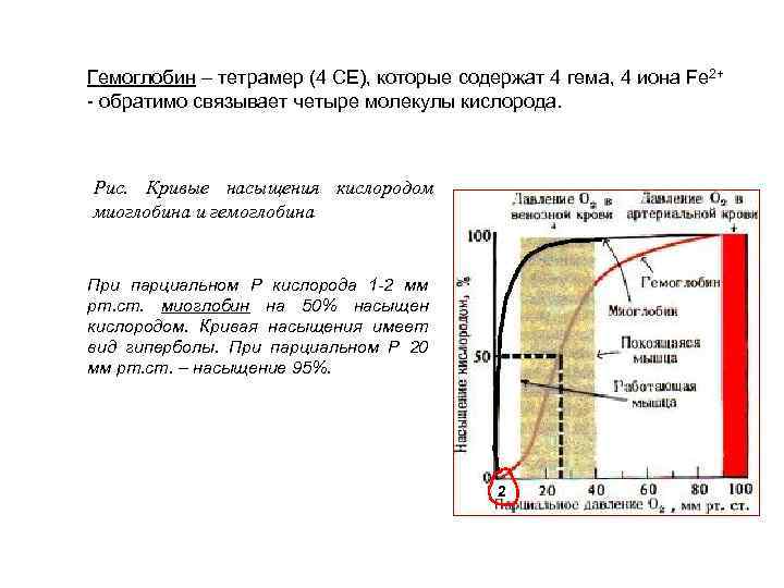 Гемоглобин – тетрамер (4 СЕ), которые содержат 4 гема, 4 иона Fe 2+ -