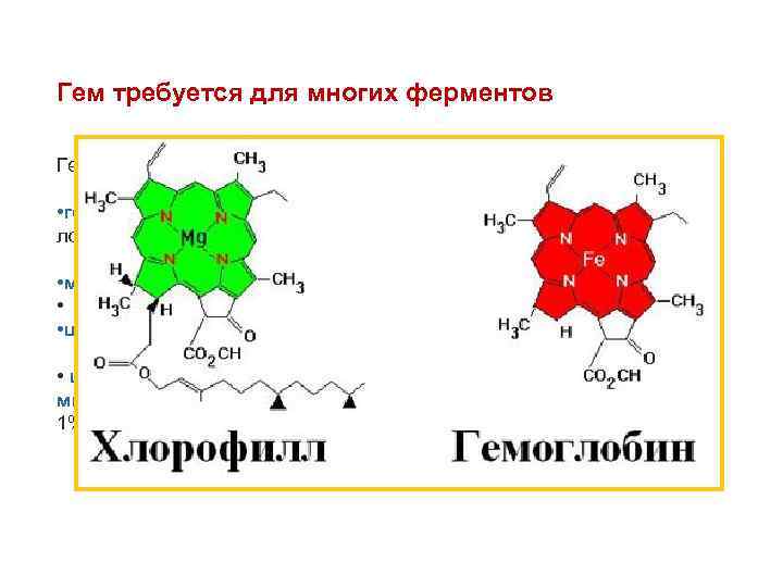 Гем требуется для многих ферментов Гем является небелковой частью многих гемопротеинов: • гемоглобин (до