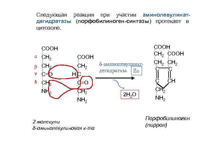 Следующая реакция при участии аминолевулинатдегидратазы (порфобилиноген-синтазы) протекает в цитозоле. СООН СН 2 СООН α