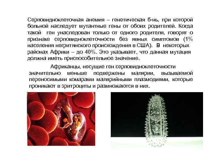 Серповидноклеточная анемия – генетическая б-нь, при которой больной наследует мутантные гены от обоих родителей.