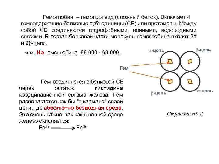 Гемоглобин – гемопротеид (сложный белок). Включает 4 гемсодержащие белковые субъединицы (СЕ) или протомеры. Между
