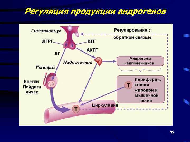 Регуляция продукции андрогенов 72 