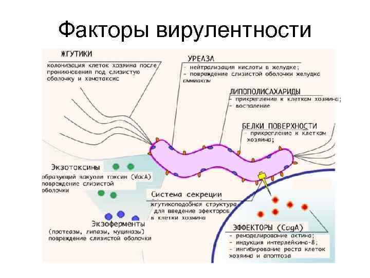 Факторы вирулентности 