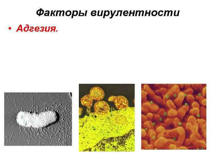 Факторы вирулентности • Адгезия. 