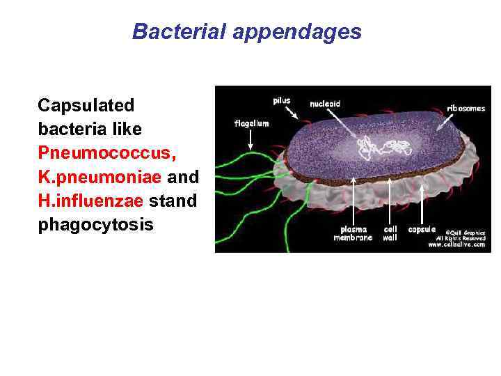Bacterial appendages Capsulated bacteria like Pneumococcus, K. pneumoniae and H. influenzae stand phagocytosis 