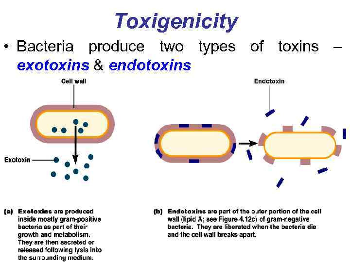 Toxigenicity • Bacteria produce two types of toxins – exotoxins & endotoxins 