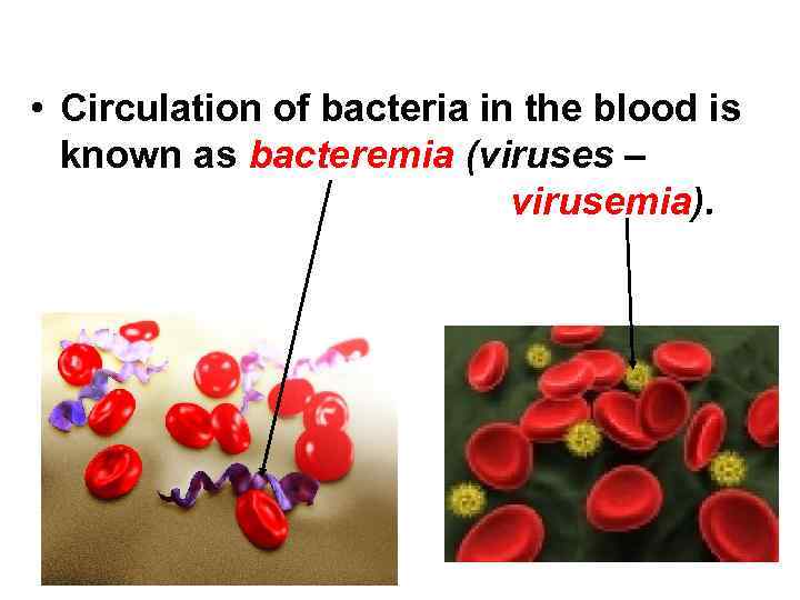  • Circulation of bacteria in the blood is known as bacteremia (viruses –