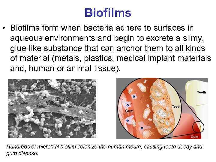 Biofilms • Biofilms form when bacteria adhere to surfaces in aqueous environments and begin