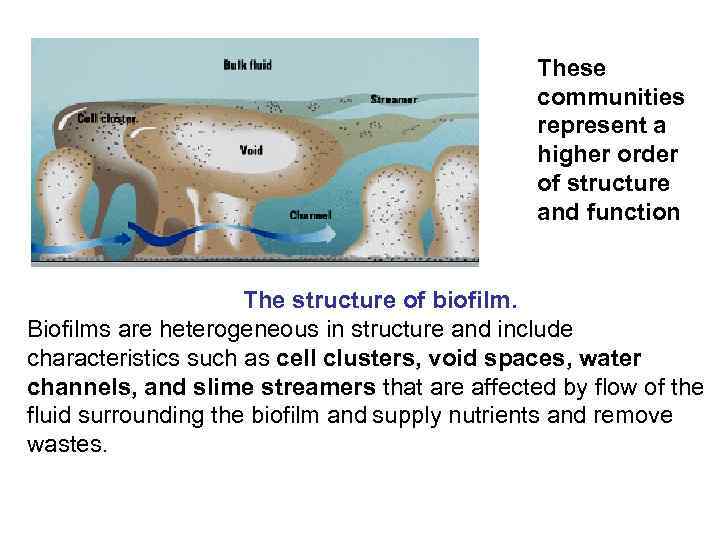 These communities represent a higher order of structure and function The structure of biofilm.