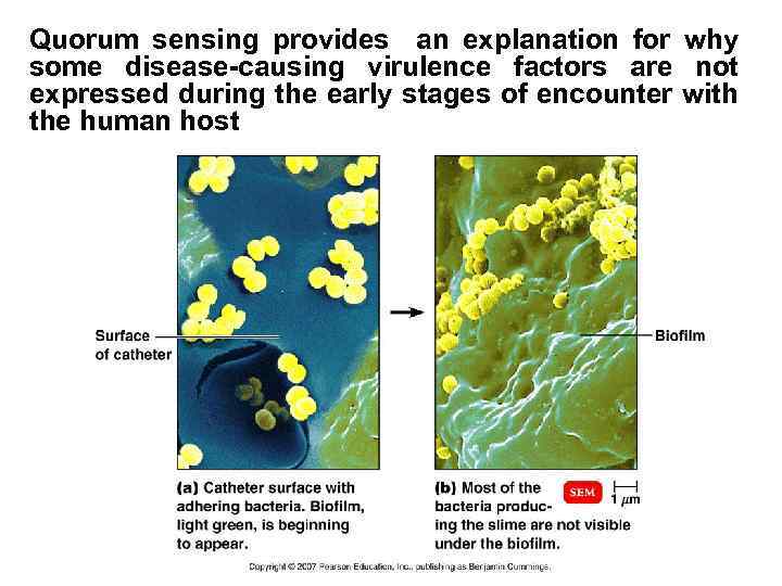 Quorum sensing provides an explanation for why some disease-causing virulence factors are not expressed