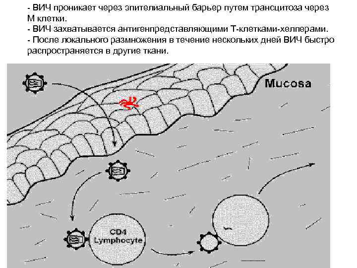 - ВИЧ проникает через эпителиальный барьер путем трансцитоза через M клетки. - ВИЧ захватывается