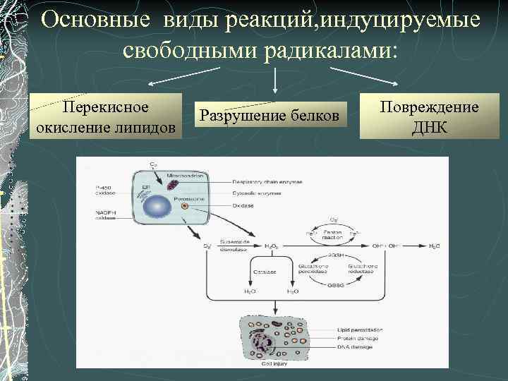 Основные виды реакций, индуцируемые свободными радикалами: Перекисное окисление липидов Разрушение белков Повреждение ДНК 