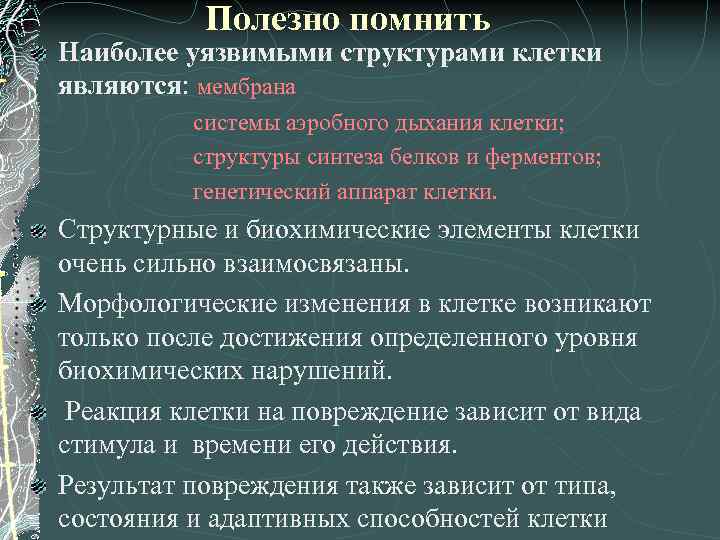 Полезно помнить Наиболее уязвимыми структурами клетки являются: мембрана системы аэробного дыхания клетки; структуры синтеза