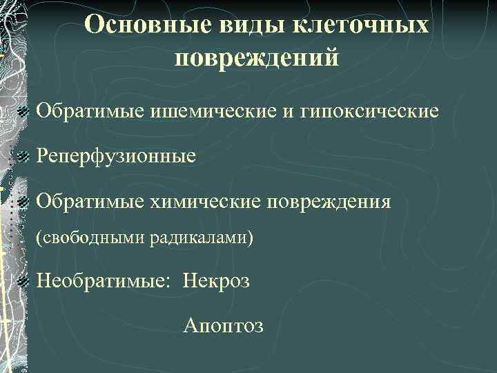 Основные виды клеточных повреждений Обратимые ишемические и гипоксические Реперфузионные Обратимые химические повреждения (свободными радикалами)