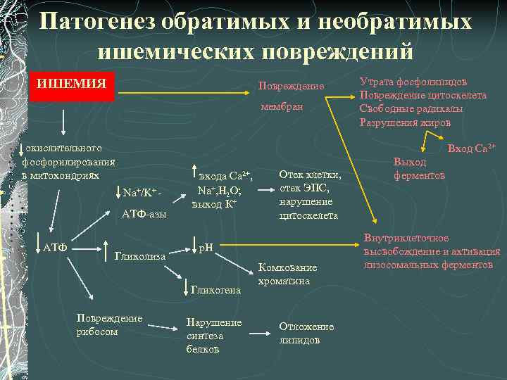 Патогенез обратимых и необратимых ишемических повреждений ИШЕМИЯ Повреждение мембран окислительного фосфорилирования в митохондриях Вход