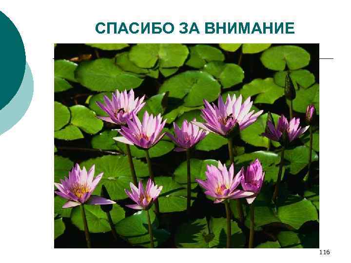 СПАСИБО ЗА ВНИМАНИЕ 116 