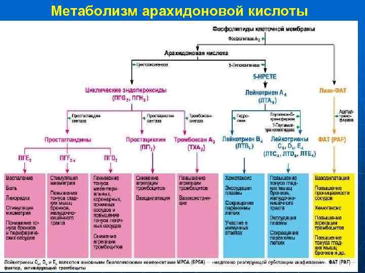 Метаболизм арахидоновой кислоты 