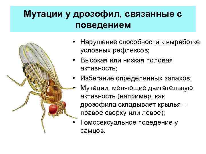 Мутации у дрозофил, связанные с поведением • Нарушение способности к выработке условных рефлексов; •