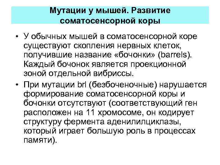 Мутации у мышей. Развитие соматосенсорной коры • У обычных мышей в соматосенсорной коре существуют