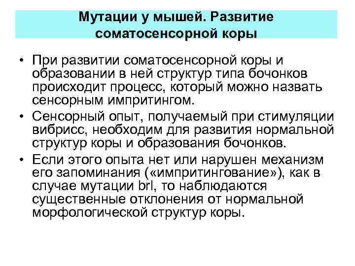 Мутации у мышей. Развитие соматосенсорной коры • При развитии соматосенсорной коры и образовании в